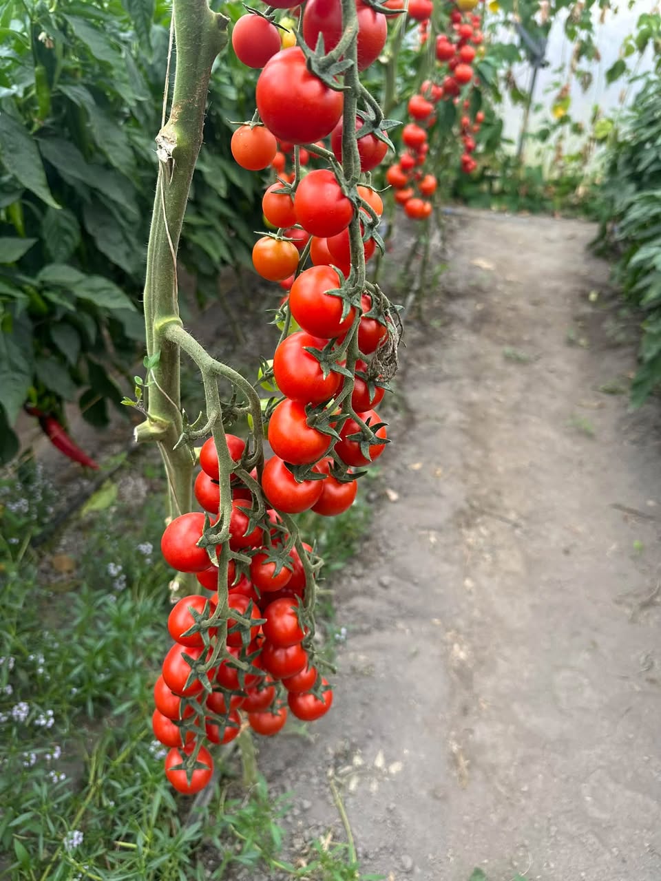 ՎԱՃԱՌՎՈՒՄ Է ՋԵՐՄՈՑԻ ԾԻԾԱԿ ԵՎ ՉԵՐԻ