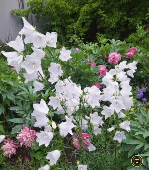 Flowers, delivery at metro stations and in districts