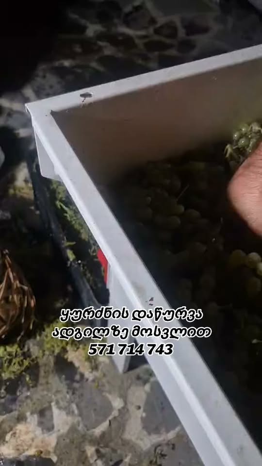 խաղողի հավաքում տեղում գալով 🍇 կապնվեք մեզ հեռախոսահամարով