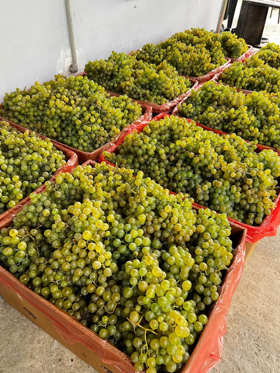 Çolikauri üzümü satılır 🍇💚💛 📞 köyde