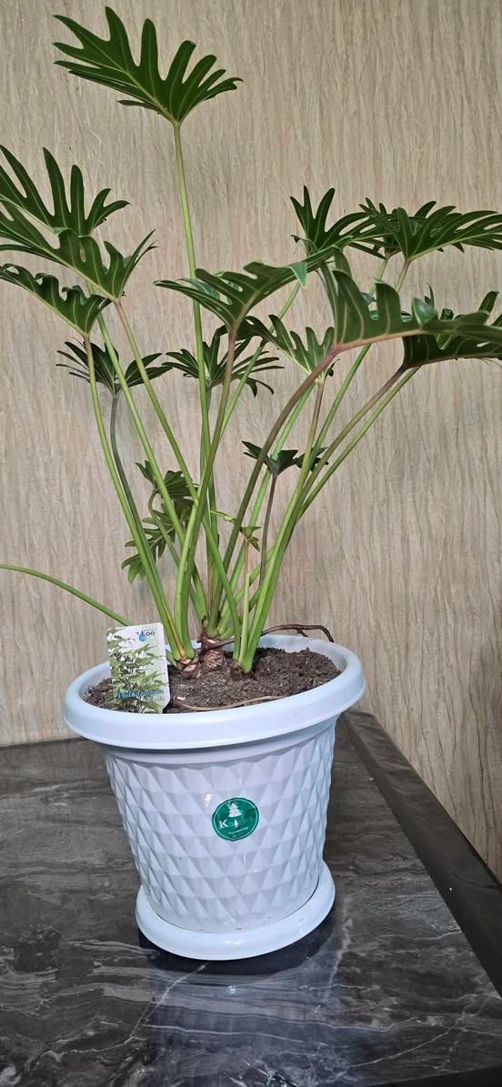 Filodendron bitkisi, böyük ölçü
