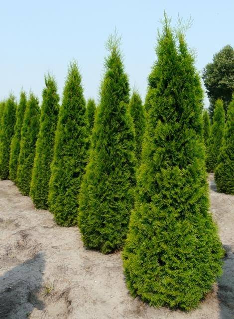 🌲 Метрианский смарагд Туя — только — 30₾