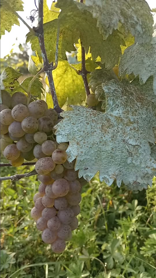 Çihle köyünde çilek satılır. Terjola sarısı. Arayın