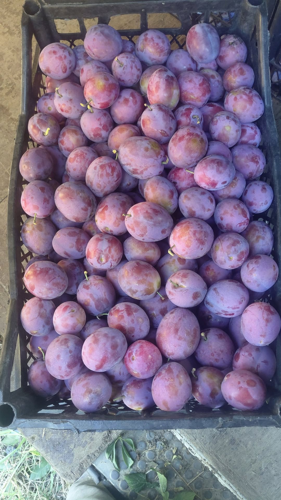 Plums are for sale (President)