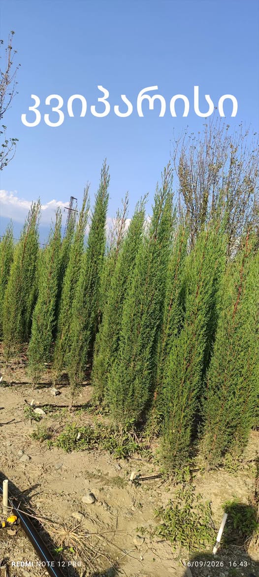 🌲🌲🌲 Высота кипариса 2 + метра — 20₾
