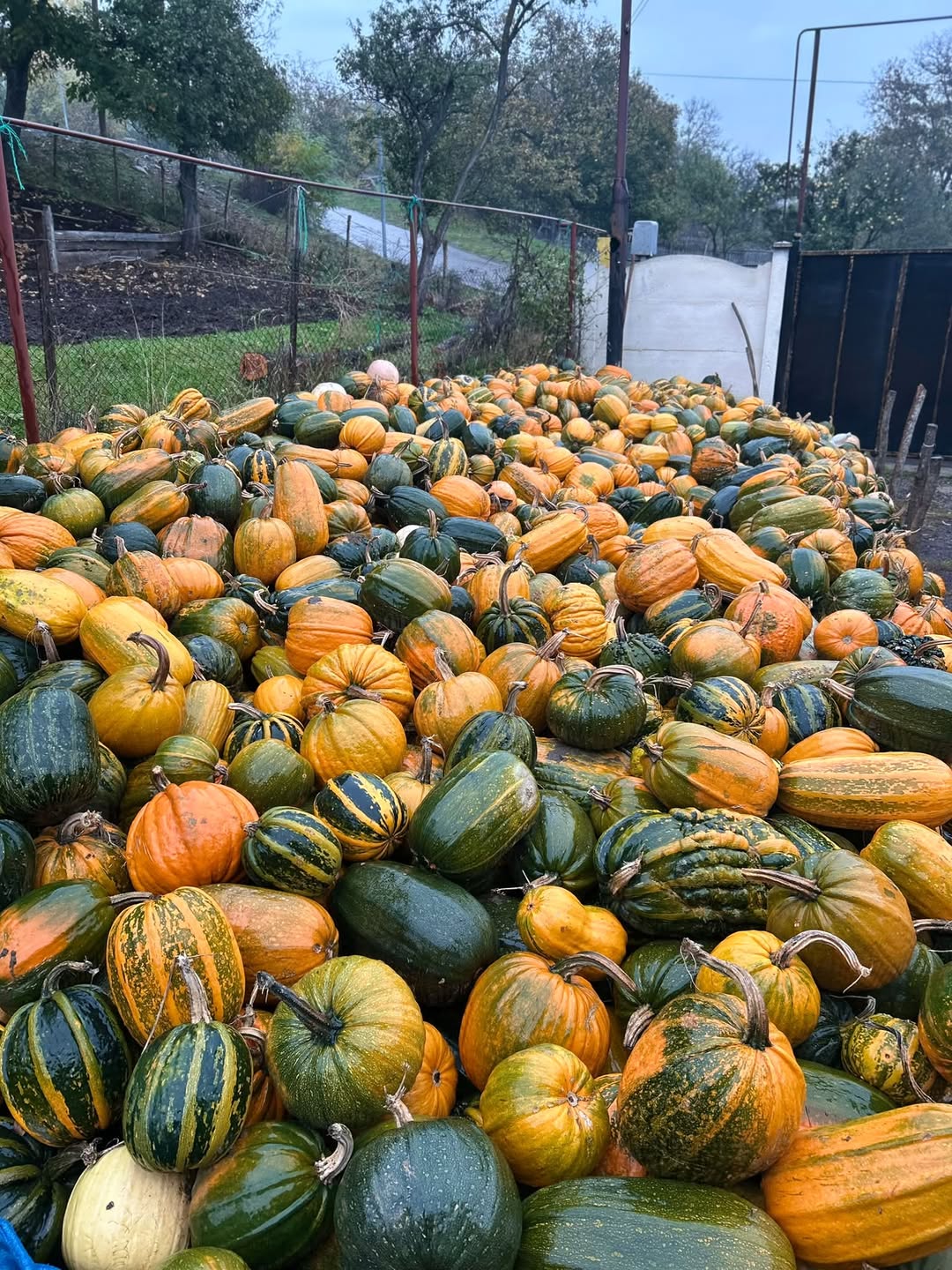 Pumpkin for sale! Contact me if interested