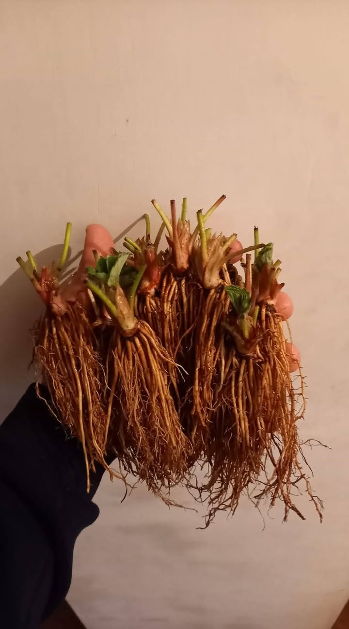 Strawberry seedlings, 17 varieties