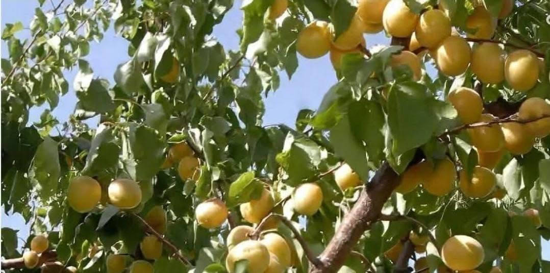მიწის ნაკვეთი, ერევან — $140,000