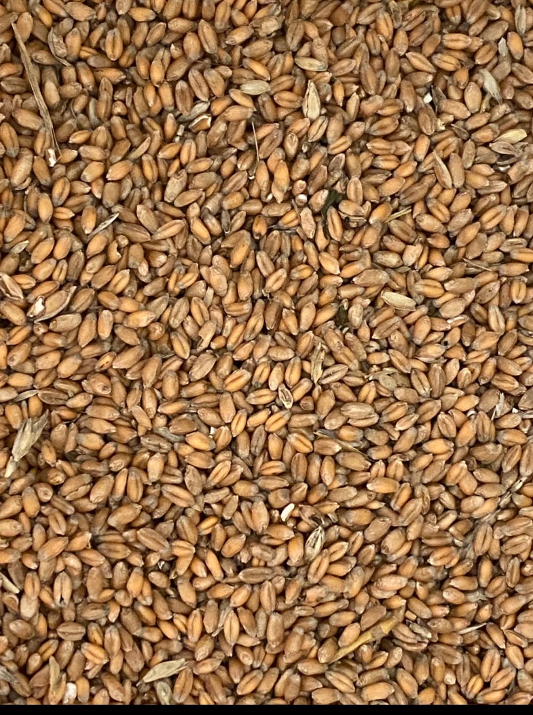 2 ton buğdayın satışı