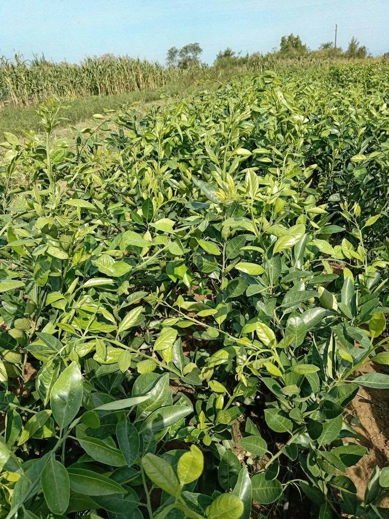 🌿🍊 Sitrusun kəltərləri satılır! 🍋🌱 Bizdə var
