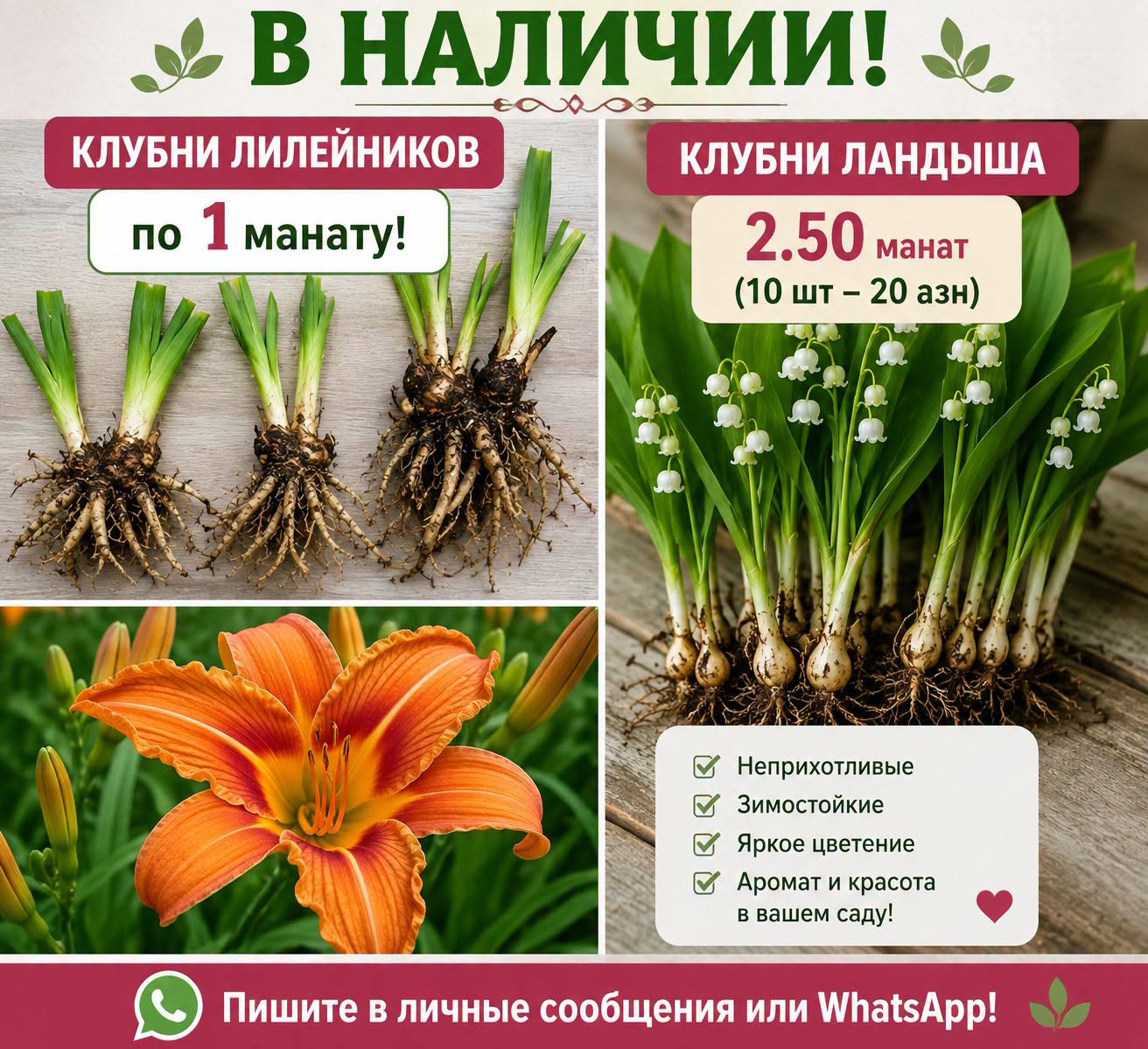 Клубни лилейников и ландыша