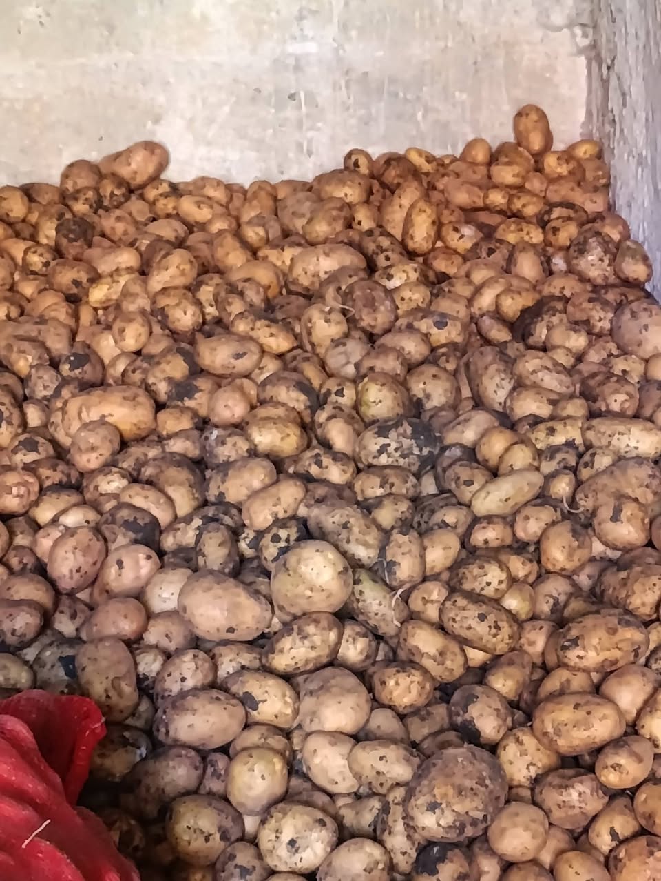 Arizona patatesleri, toptan