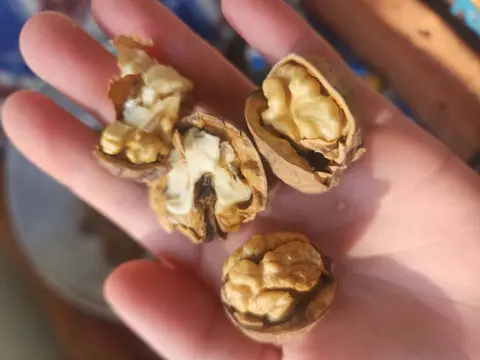 Nigozi 1 kg satılır