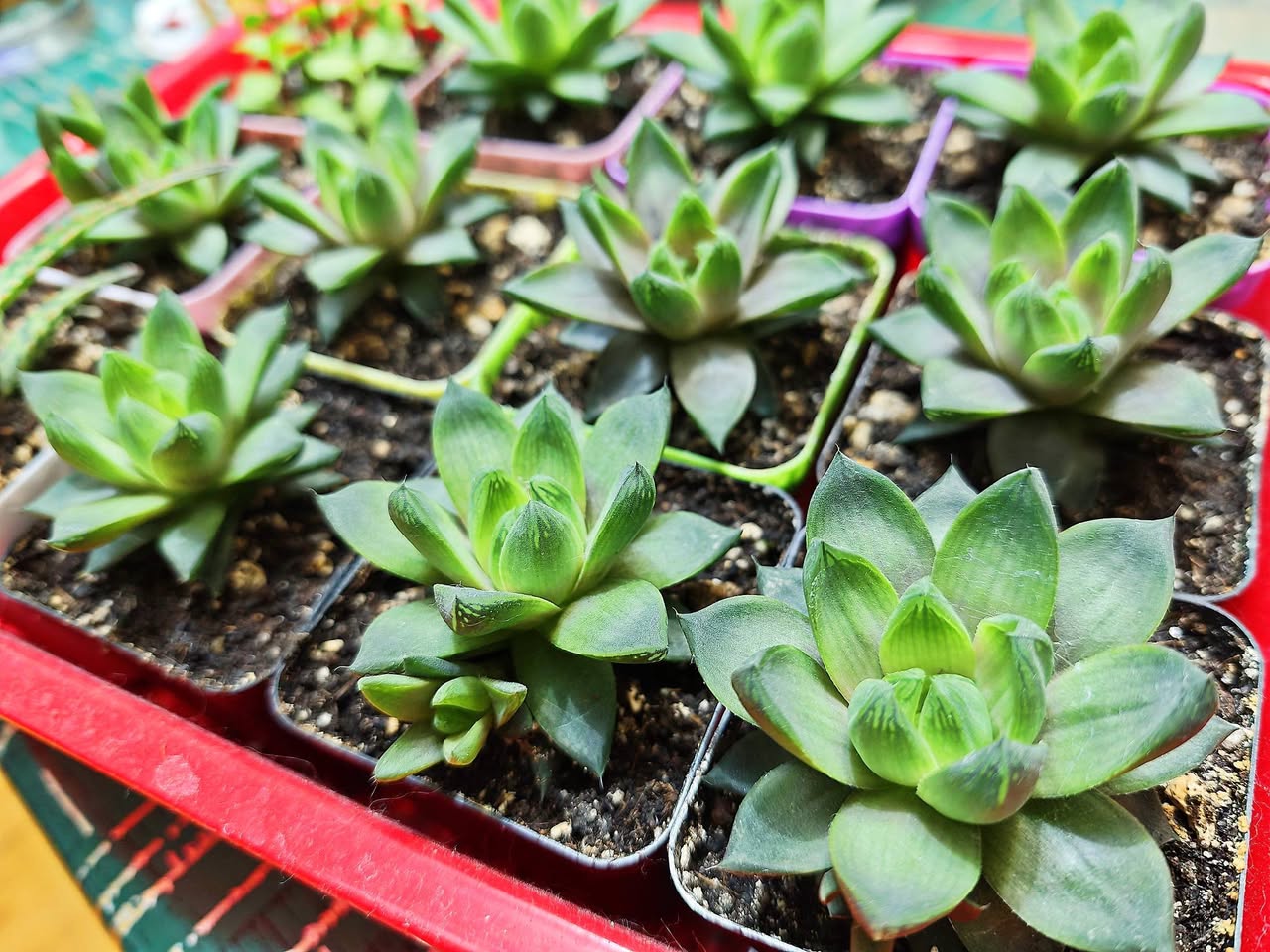 Sukkulentlər: aloe, qasteriya, xavortiya