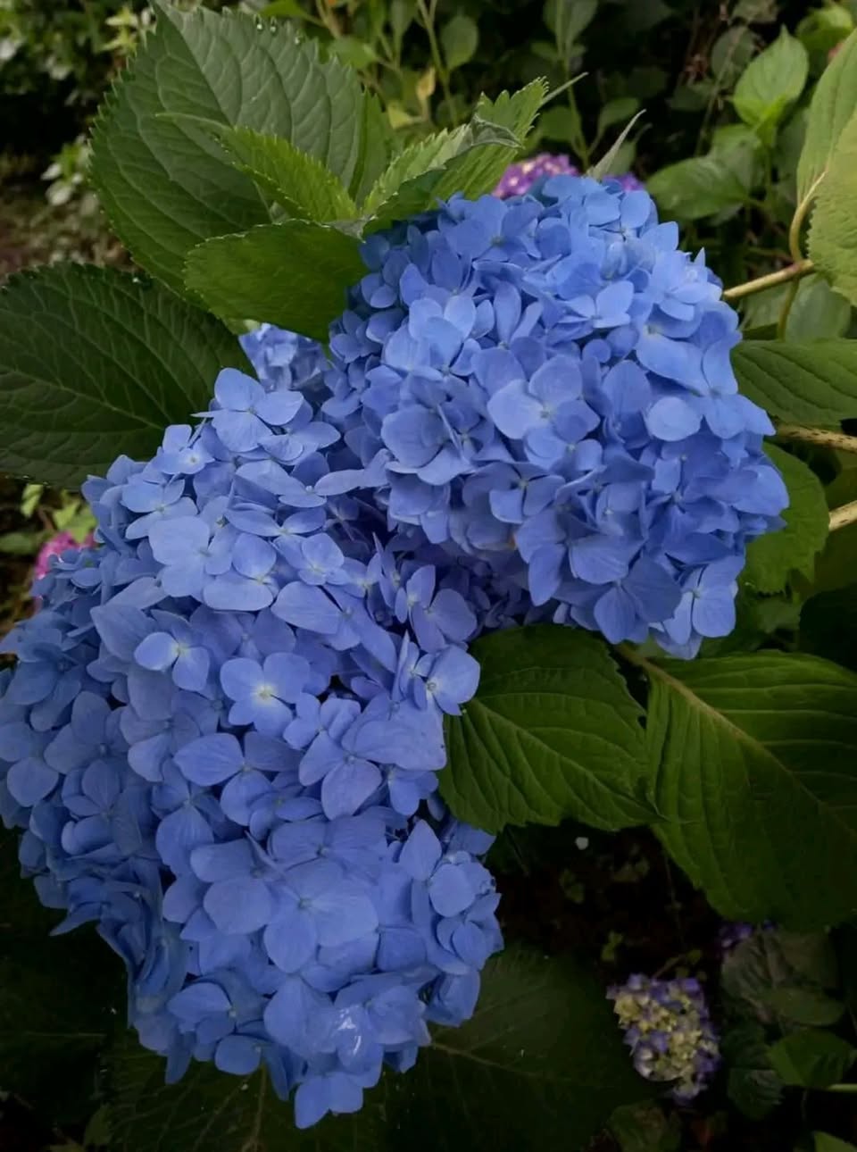 Satışda var: Qalestemon, Kameliya. Həyat ağacı, Mironiya (Baqrədən)