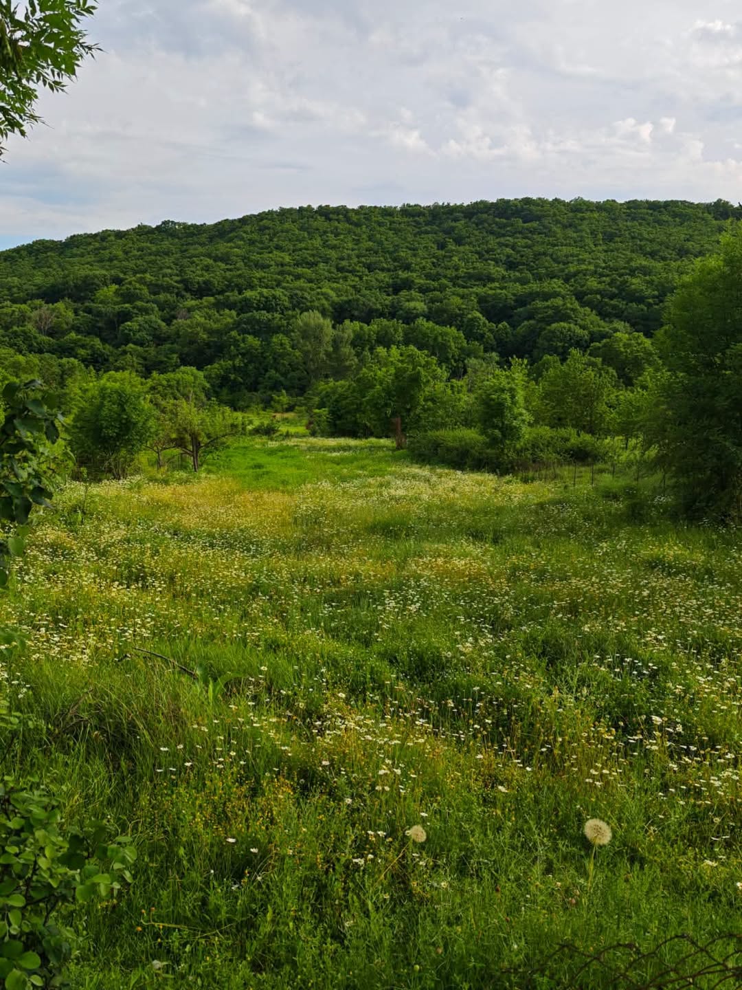 Tiflis arazisi