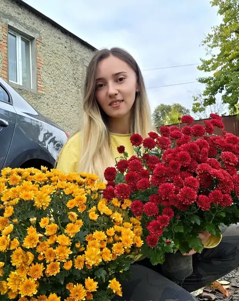 Potted chrysanthemums in several colours
