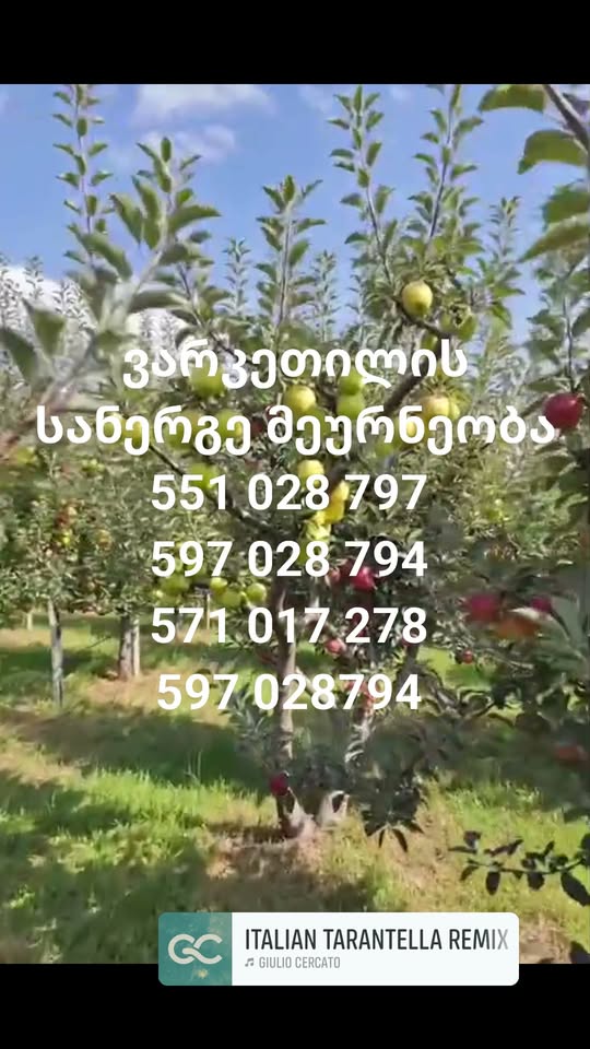 🌳🍎 На рынке Варкети продается лучшее фрукты — 15₾