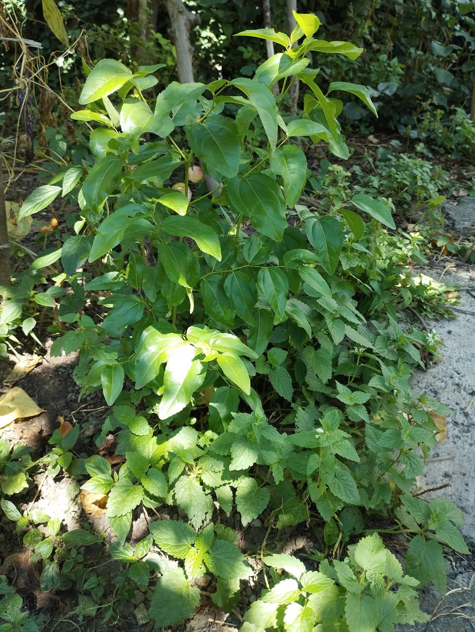 Unabi trees for 1500 dram. Tel. (043/093)