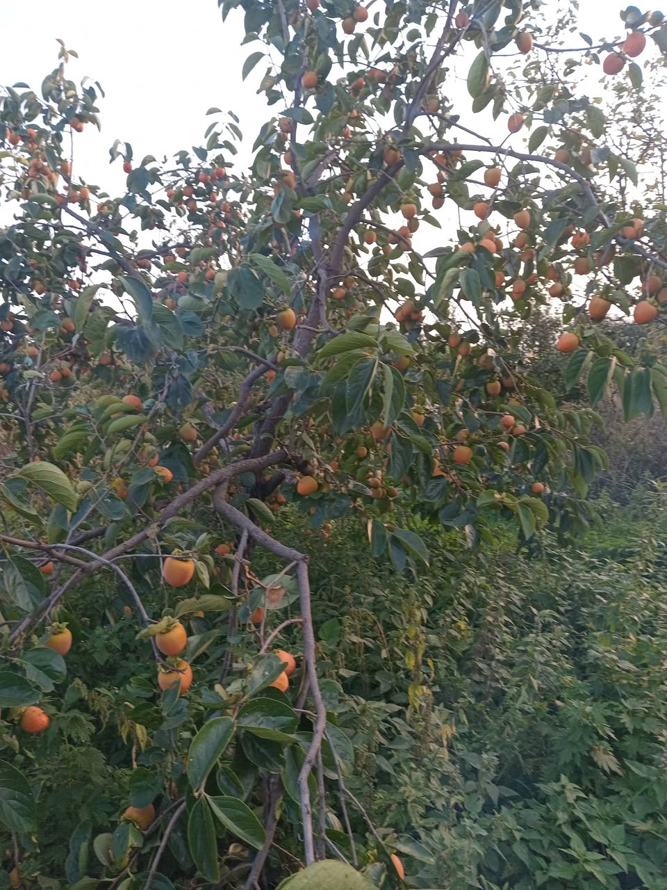 Satılık hurma 500 kg 1 tl