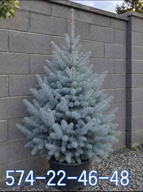 Blue Diamond — Yard's Main