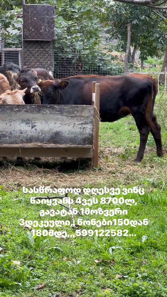 Fermatelon phone animal husbandry Kvemo Kartli Georgia farm village