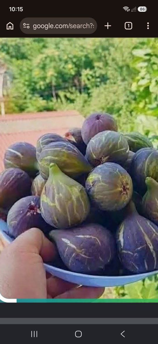 Satışda bizim üç növ alça tökümü var — 10₾