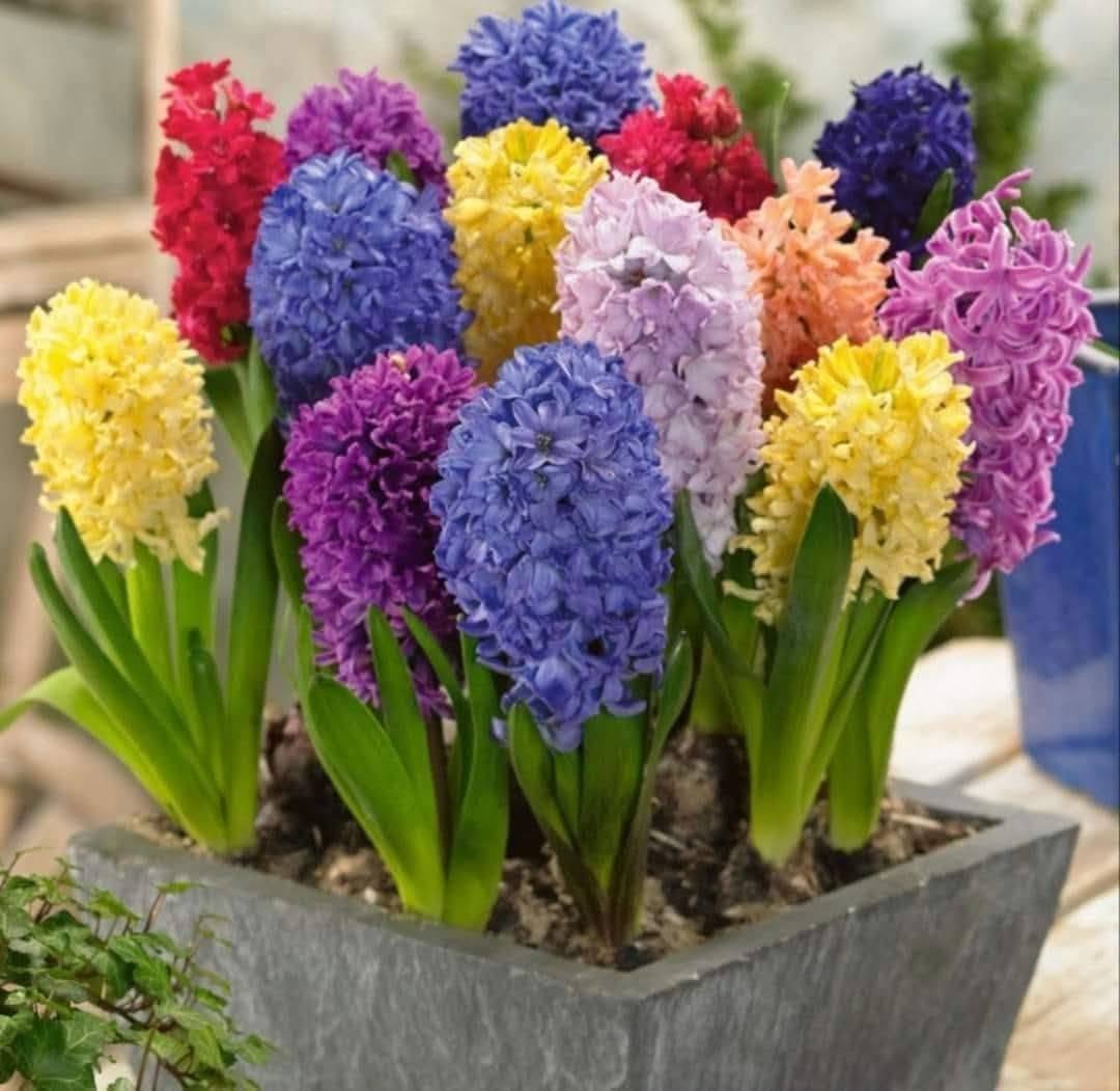Flower lovers, it's time to get ready for spring!