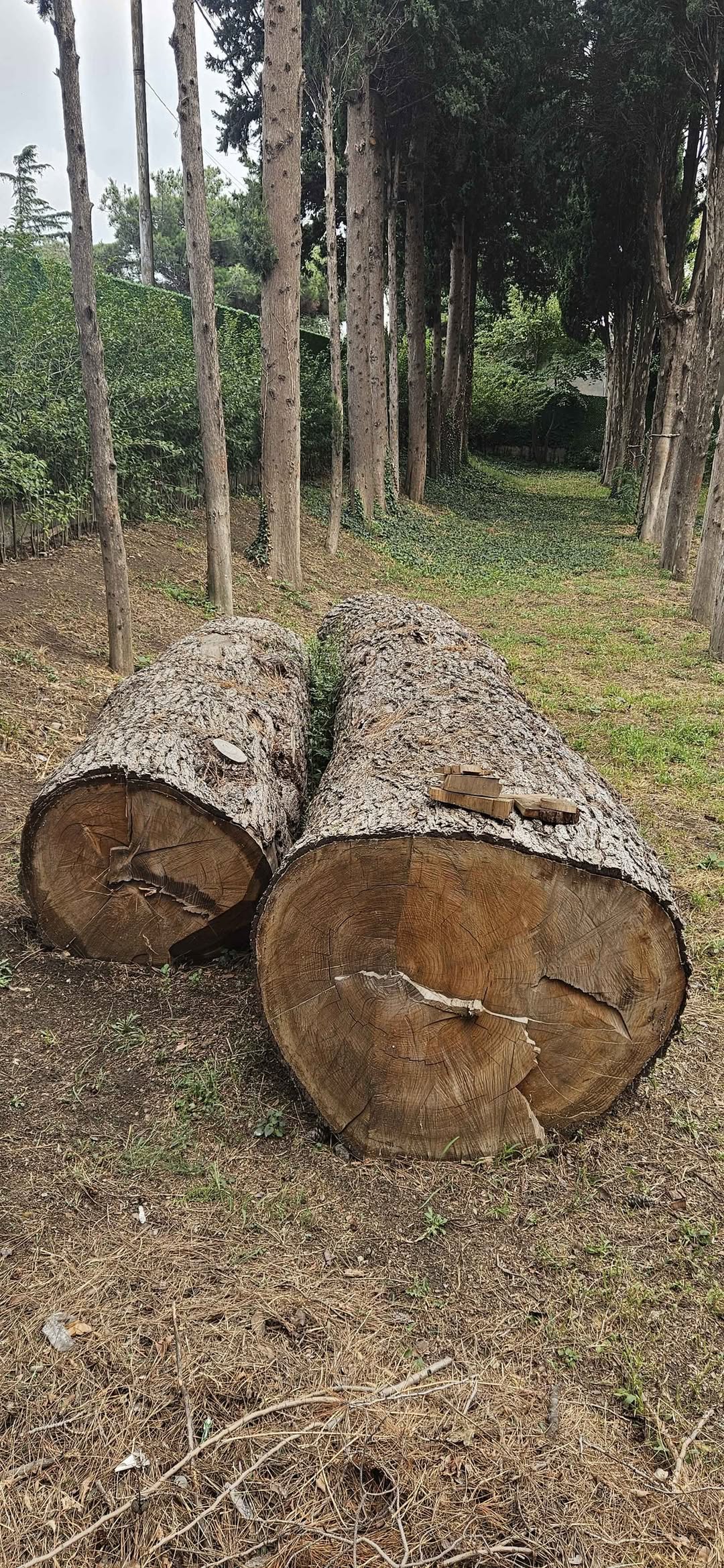 2 დიდი ნაძვი მორი. 🌲 Ზომა