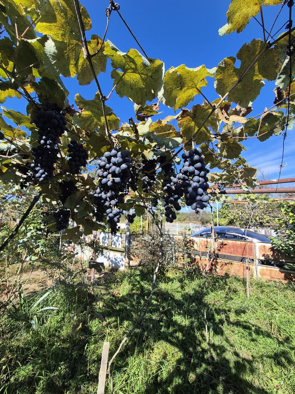 Talavari Aladasturi is for sale in the village of Dikhashkho, price — 2₾