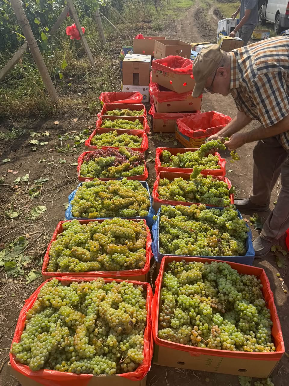 I have brought Saperavi from Kakheti, Signagi region