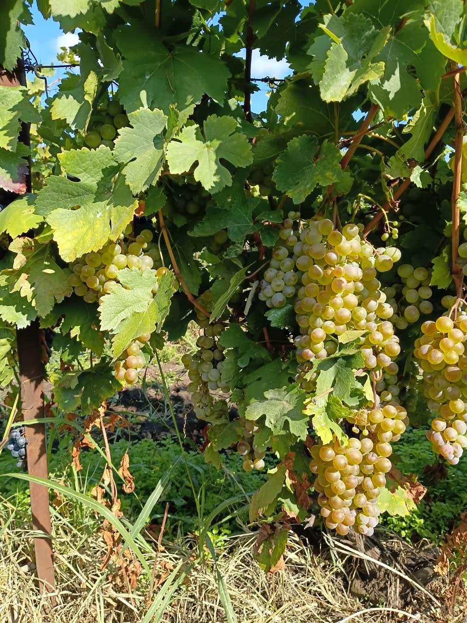 It will be closed tomorrow. I will be in Kutaisi then. Kakheti grapes are super. I will come back