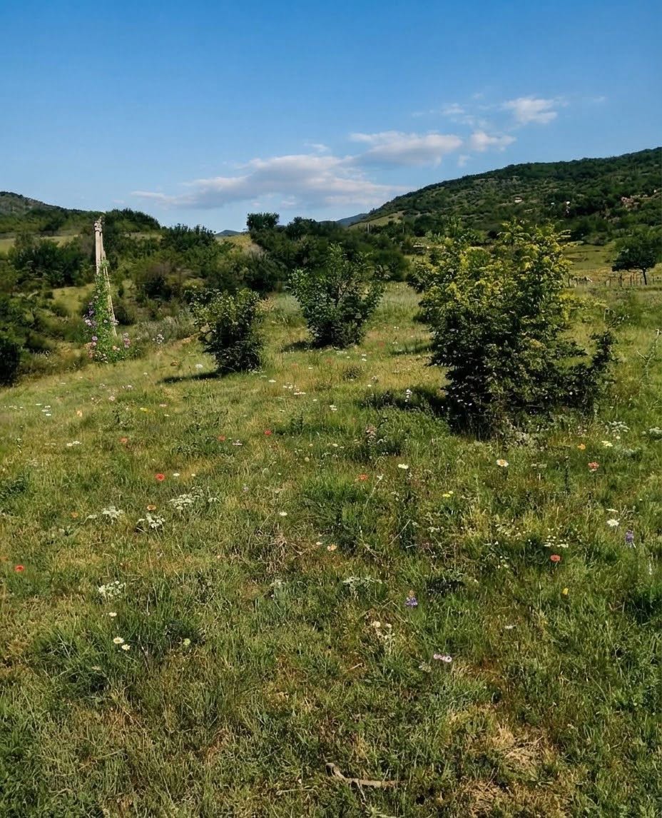 Forest, river and full peace in Mamkoda!
