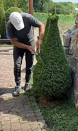 Bahçe bakımı ve çalı budama