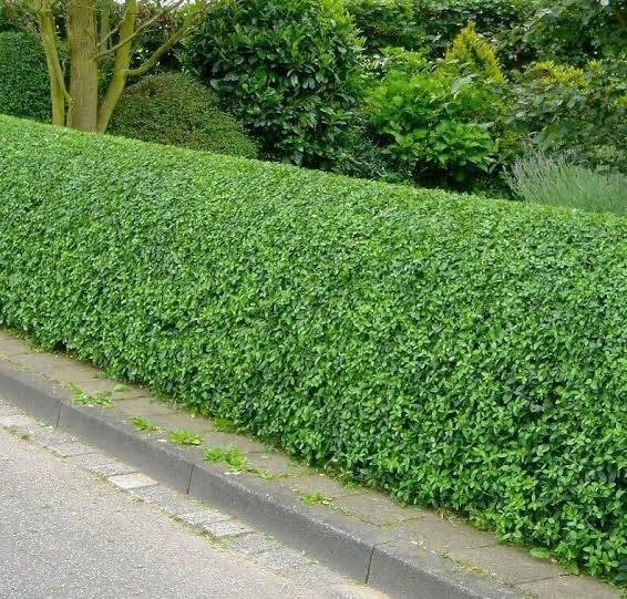 I want evergreen plants.