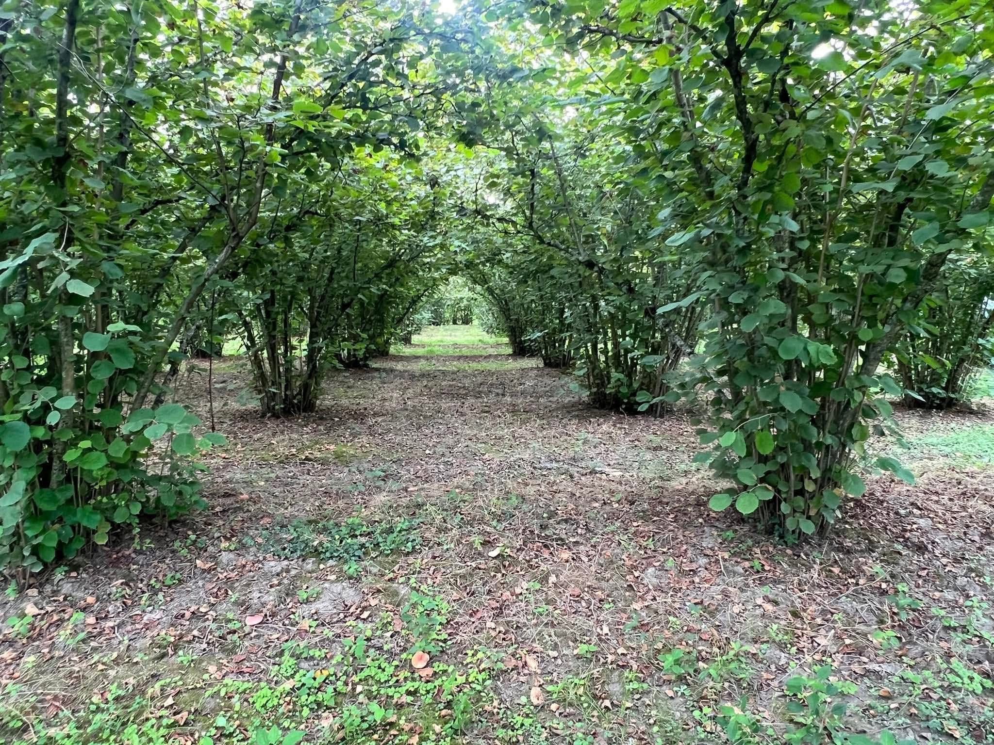Satılık arsa, Darçeli köyünde. Arazi alanı