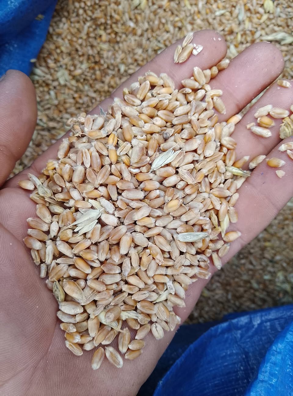 📢🌾 Buğday Garı 100_110₼ 🌾📢 📍tane ve öğütülmüş