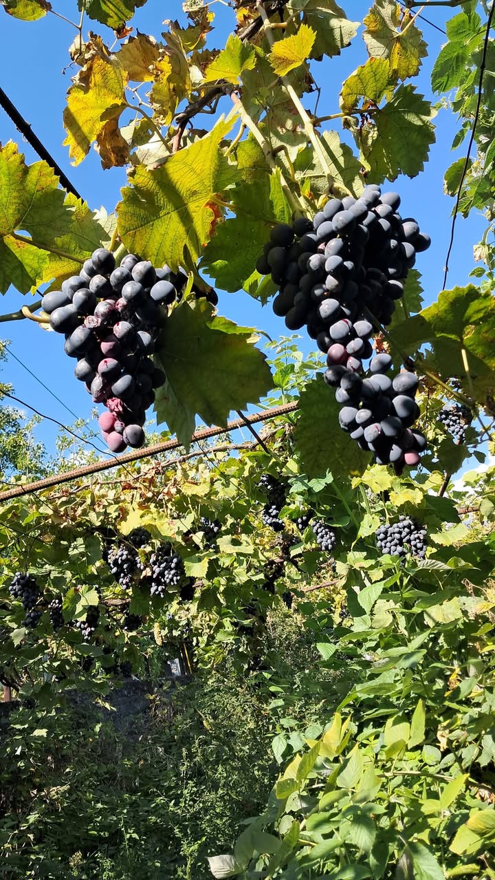 Grapes are sold, labor