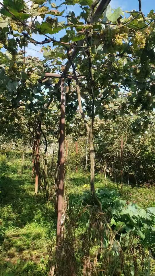 Toprak alanı, Vani