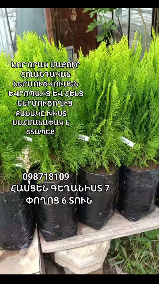 ტუიას ნარგები, 6 სახლი