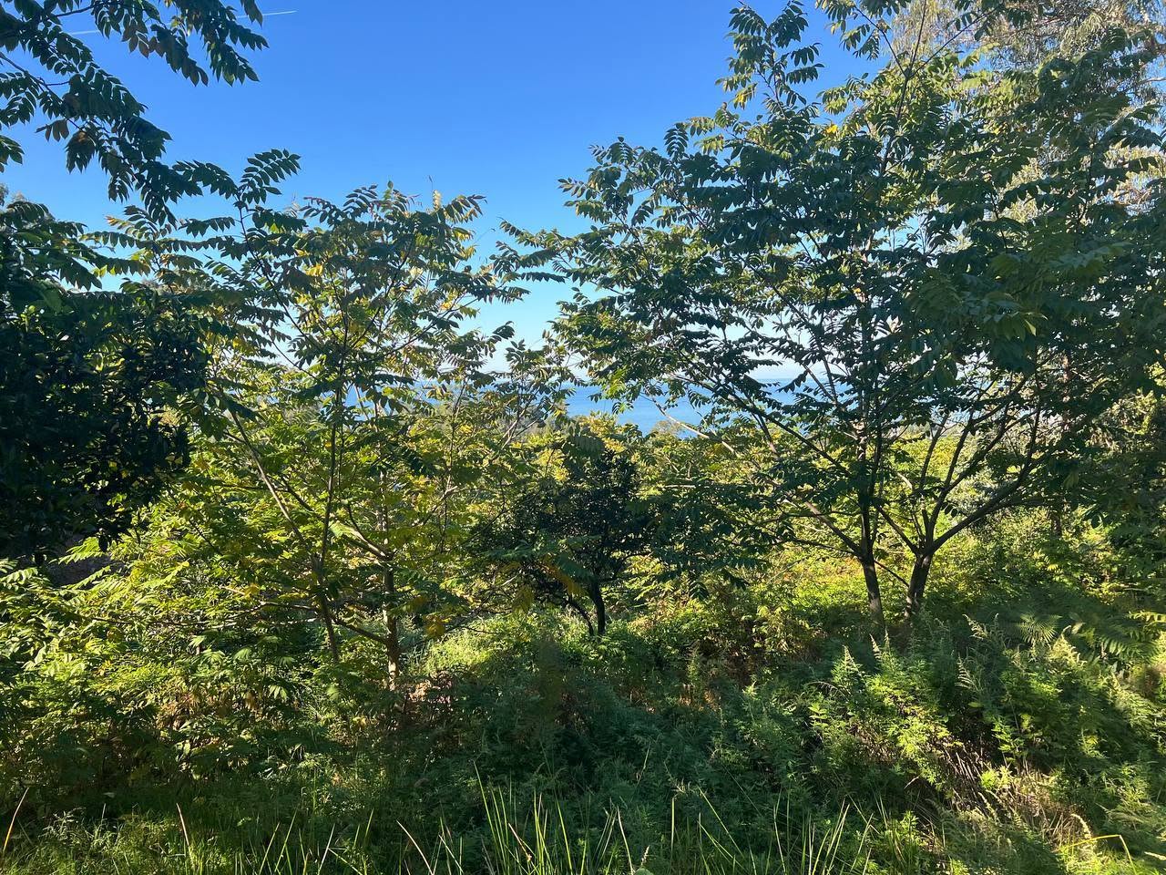 Torpaq sahəsi, Kobuleti — $192,000