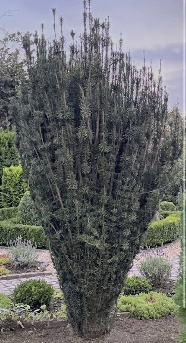 Satılık 🪴🍃 Altın Renkli İrlandalı Tuia - Yükseklik 4m