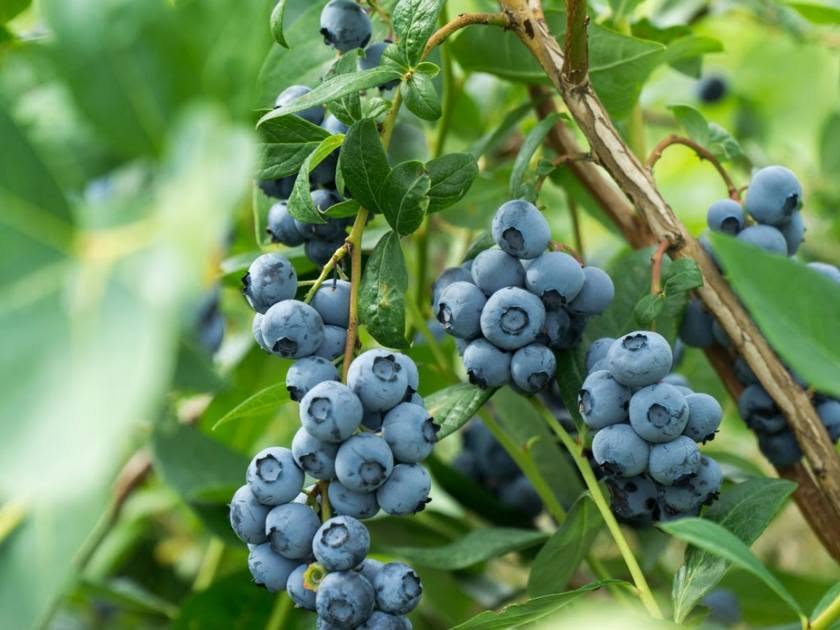 Синие гилё tingləri в продаже! 🌿 Mavi — 25₼