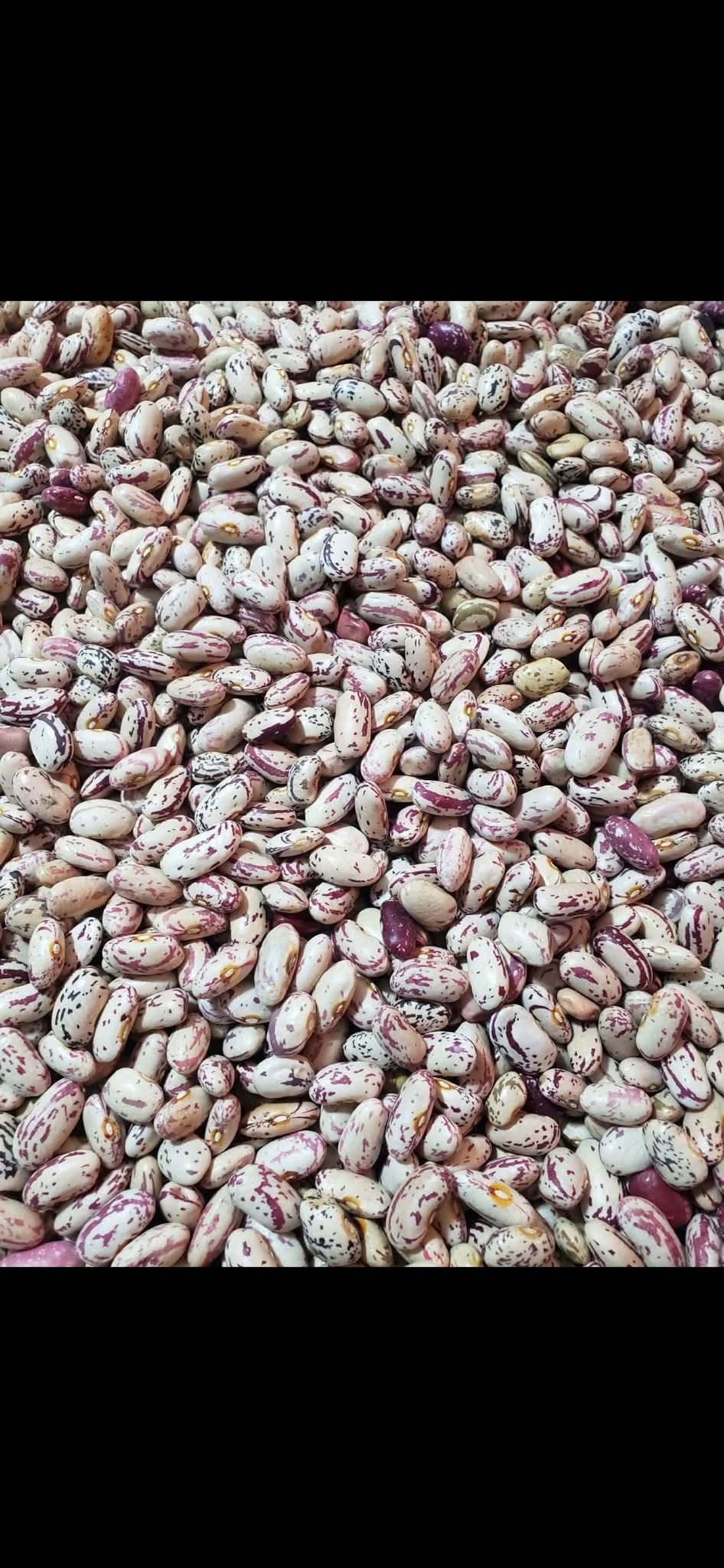 Lobi satılır, büyük miktarda 1kg - 3.5₾
