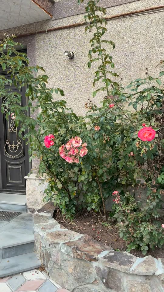We sell rose seedlings 🌹 There are