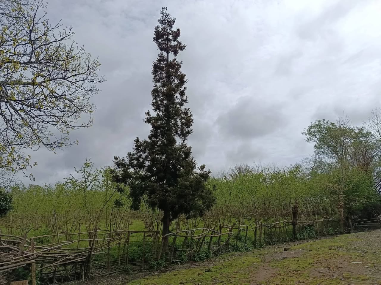 Zugdidi bölgesindeki Ganmukhuri köyünde arazi satılık