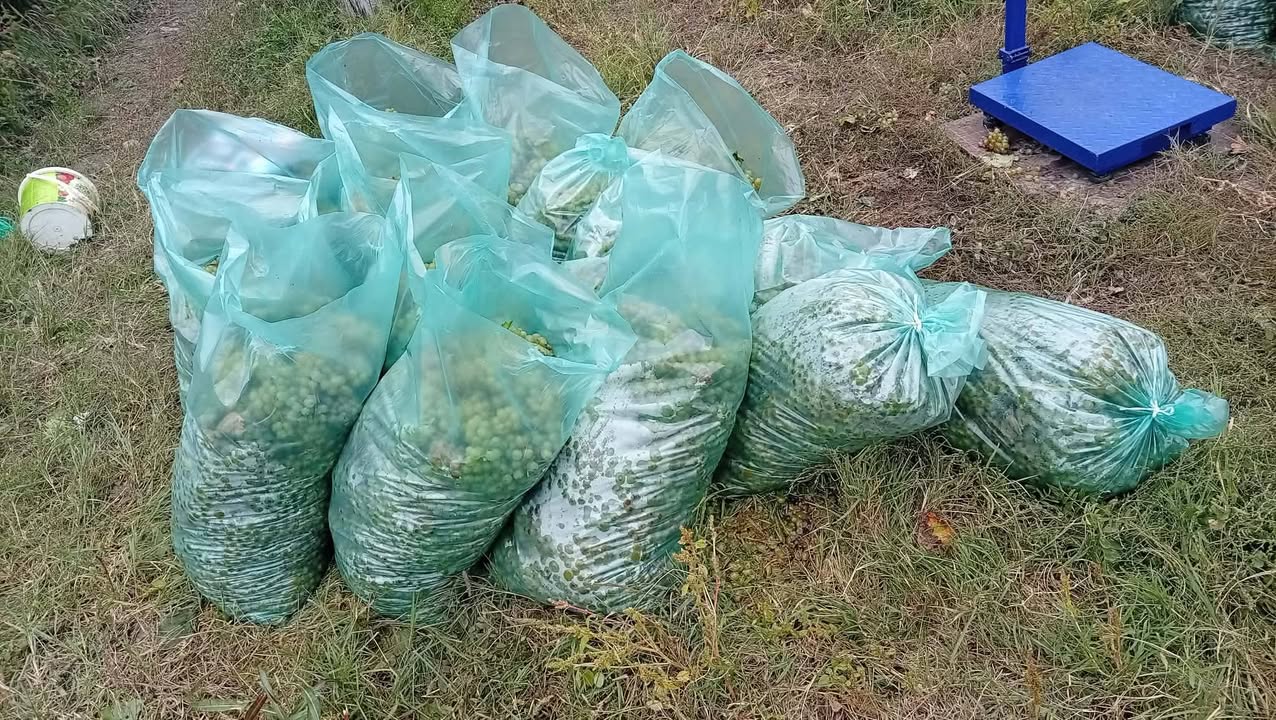 Acilen satılık kırmızı mercimek 1 ton ve