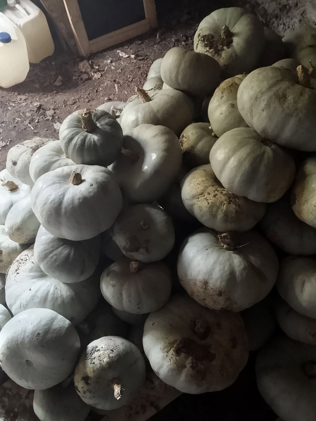Salam. Mənə 500 kq-luq göbələk var. Qiyməti 1 lari. Əgər