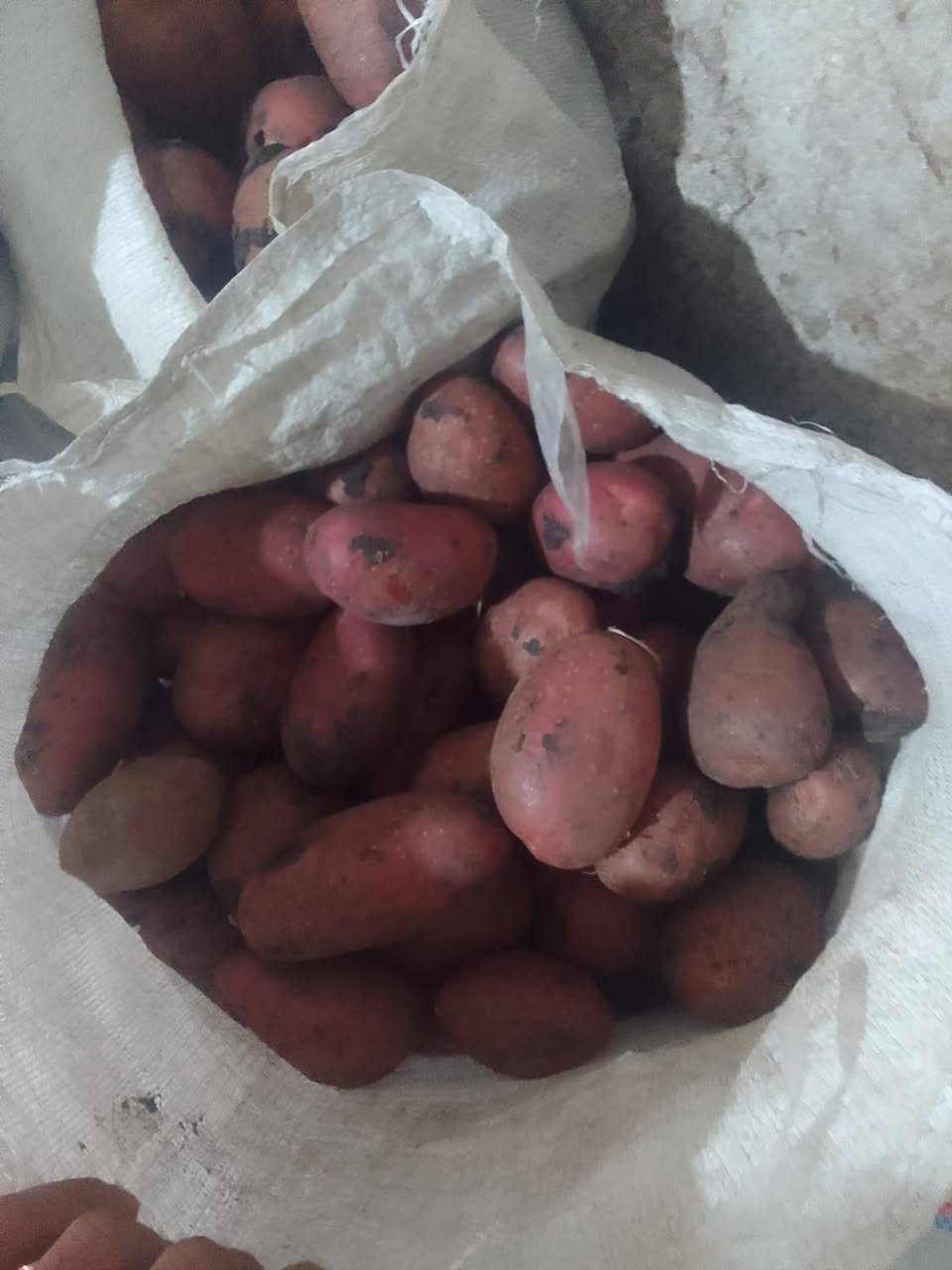 Hello friends, I have vegetables from Ahalkalaki, Samtskhe-Javakheti region