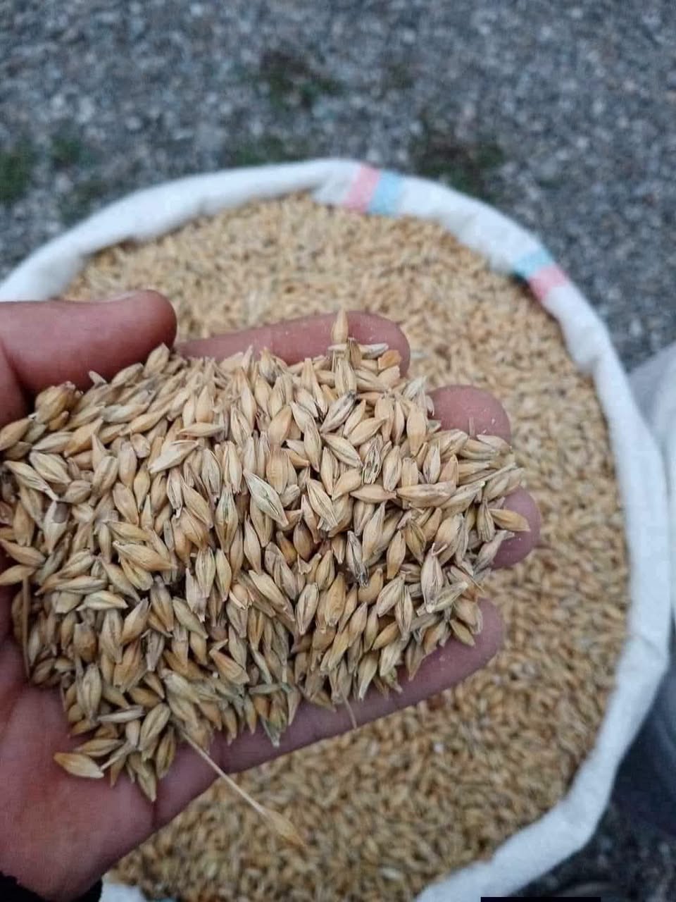 ❗Satış yerinde teslimat ile buğday ve arpa satılır